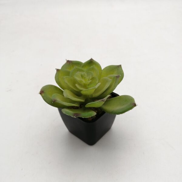 وردة صبار مع قوار