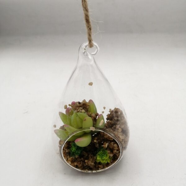 صبار بعلبة زجاج تعليق(1733/2)